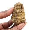 Trilobita fóssil cru - 0
