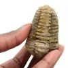 Trilobita - 0
