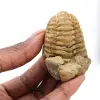Trilobita - 0