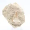 Dente fóssil de otodus - 0