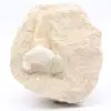 Dente fóssil de otodus em ganga - 0