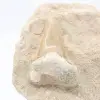 Dente fóssil de otodus em ganga - 1