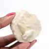 Dente fóssil de otodus em ganga - 2