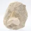 Dente de Otodus - 0