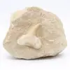 Dente de Otodus na ganga - 0