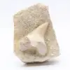 Dente fóssil em ganga - 0