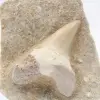 Dente fóssil em ganga - 1