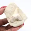Dente fóssil em ganga - 2