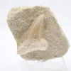 Dente fóssil - 0
