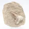 Dente de Otodus - 0