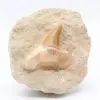 Dente fóssil - 0
