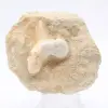 Dente de tubarão Otodus - 0