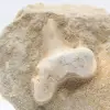 Dente de tubarão Otodus - 1