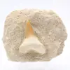 Dente fóssil de tubarão otodus - 0