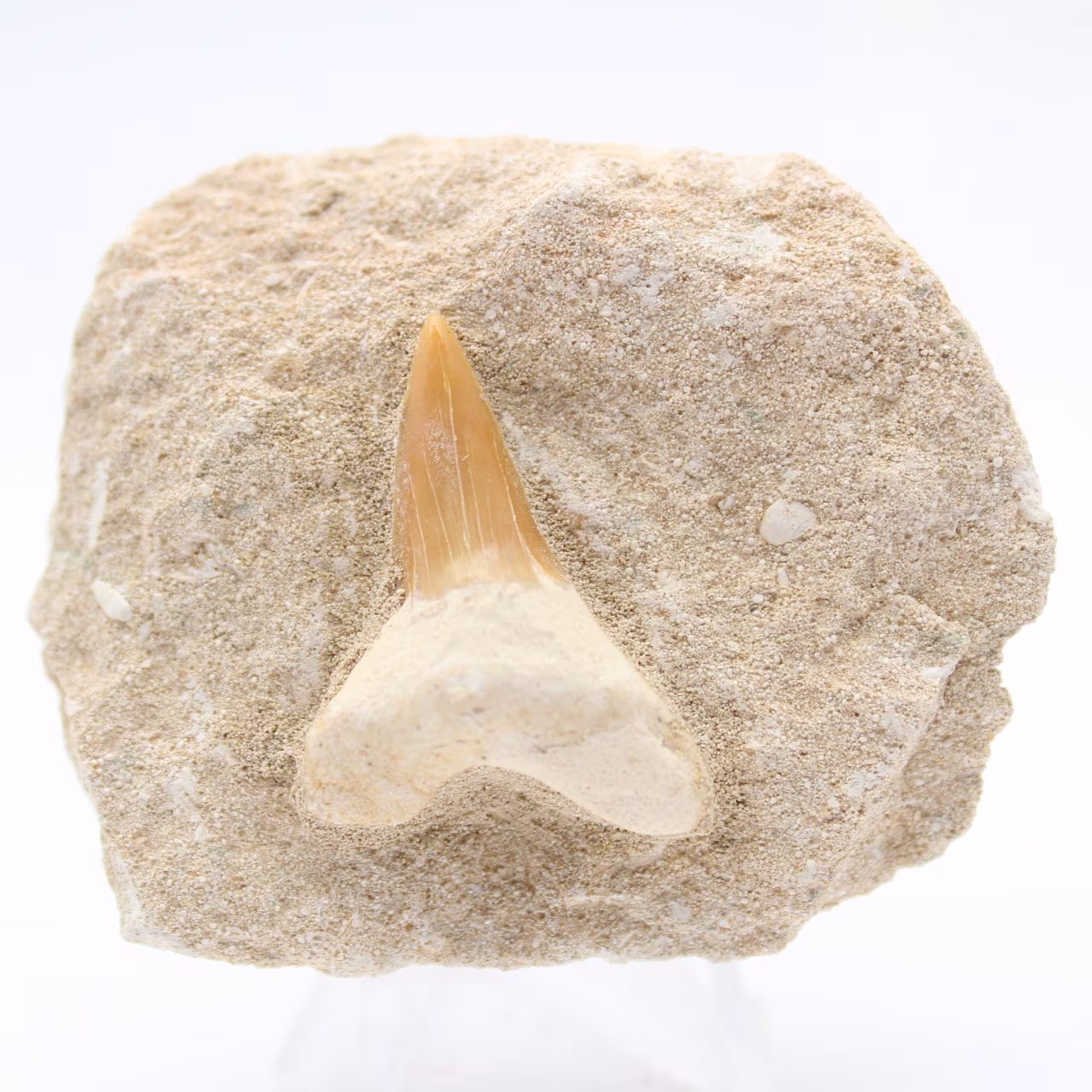Dente fóssil de tubarão otodus