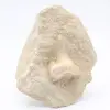 Dente fóssil de tubarão otodus - 0