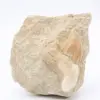 Dente de tubarão Otodus - 0