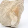 Dente de tubarão Otodus - 1