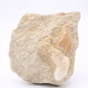 Dente de tubarão Otodus