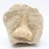 Dente fóssil - 0