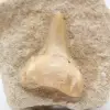 Dente fóssil - 1