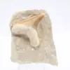 Dente de tubarão Otodus - 0