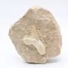 Dente de tubarão Otodus - 0