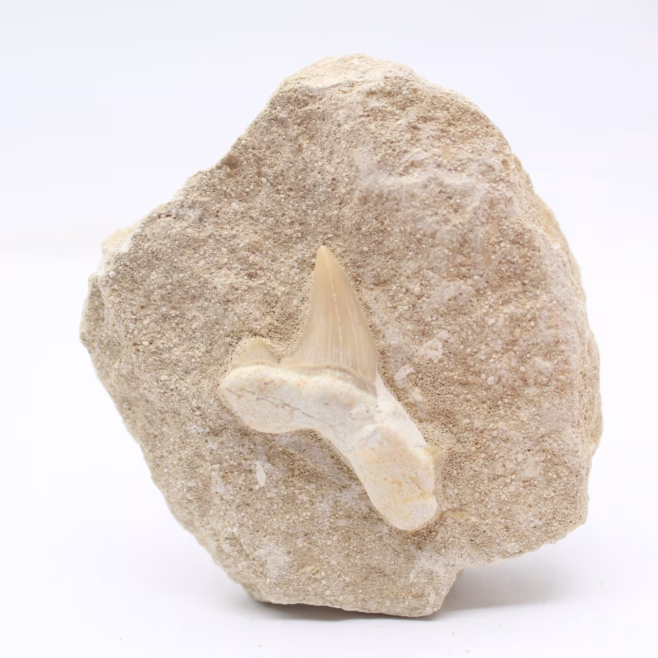 Dente de tubarão Otodus