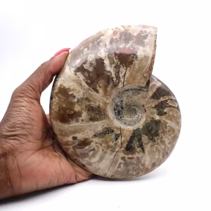 Amonite fossilizada inteira