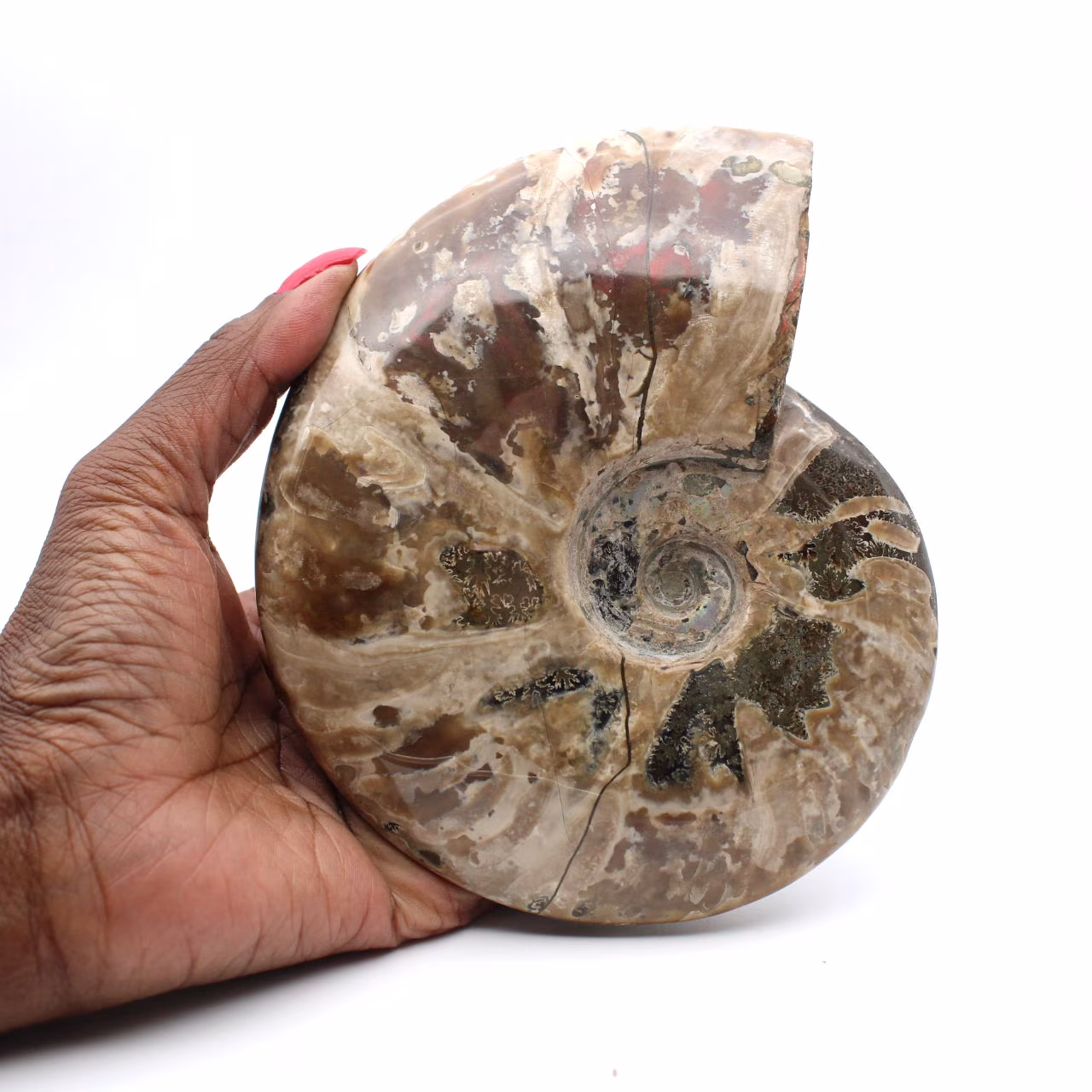 Amonite fossilizada inteira