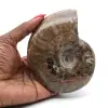 Amonite de Madagáscar - 0