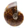 Amonite polida de Madagáscar - 1