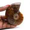 Amonita polida natural de Madagáscar - 0
