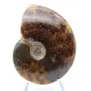 Amonite serrada polida - 1