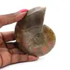 Amonite uma peça - 0