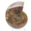 Amonite uma peça - 1