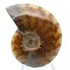 Amonite polida - 1