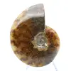 Amonite polida - 2