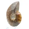 Amonite polida - 3