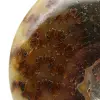 Amonite polida - 4