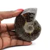 Amonite polida de Madagáscar - 0