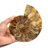 Fóssil de amonite polido - 0