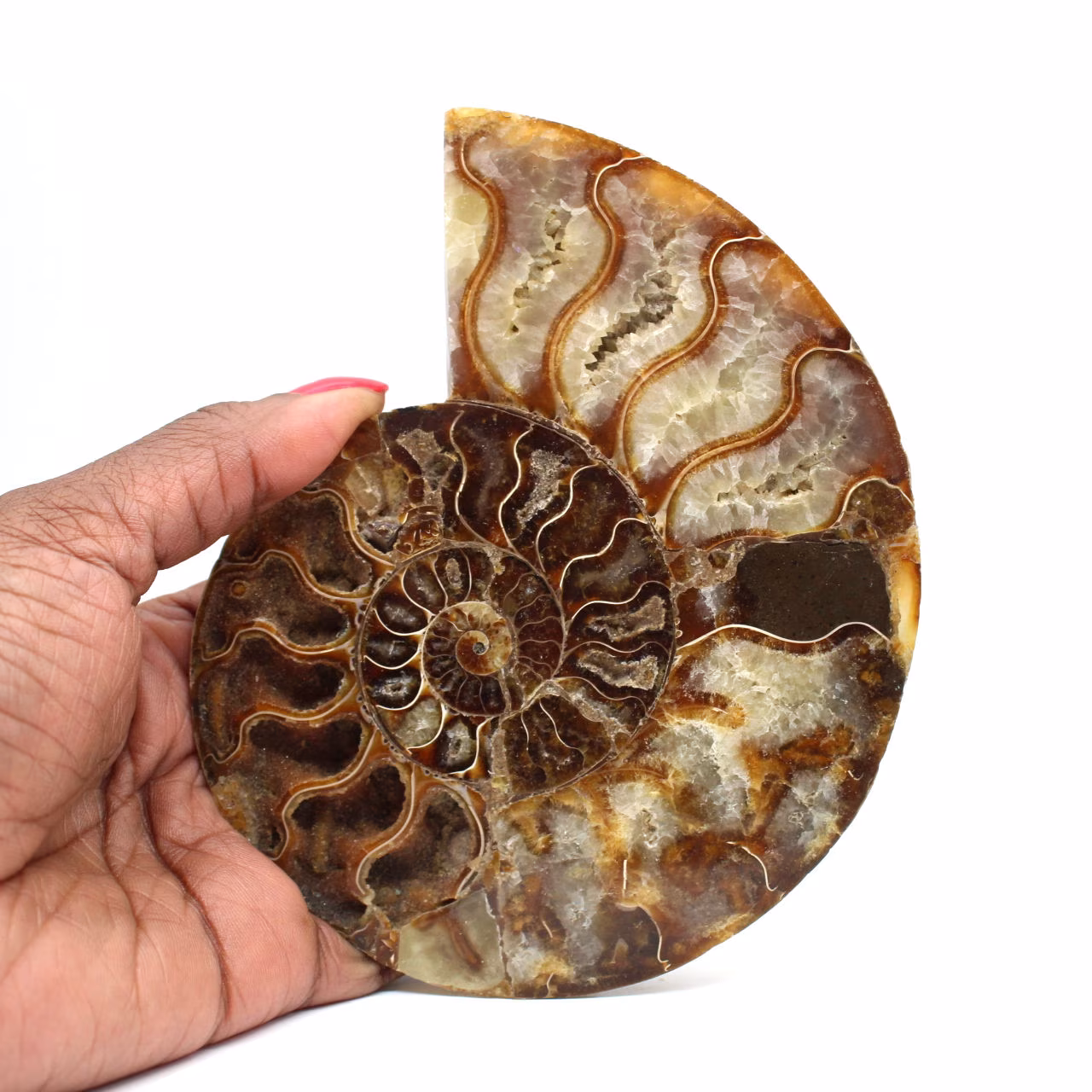 Amonite fossilizada