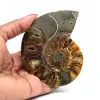 Amonite uma peça - 0