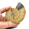Amonite de Madagáscar - 0