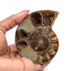 Amonite fossilizada polida - 0