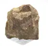 Estaurotida - 1