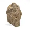 Estaurotida - 2