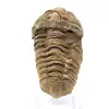 Trilobite bruta de Marrocos - 0