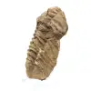 Trilobite bruta de Marrocos - 1